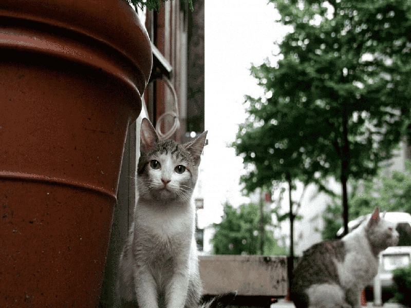 天津美柚试管设置（试管后腹水减少）